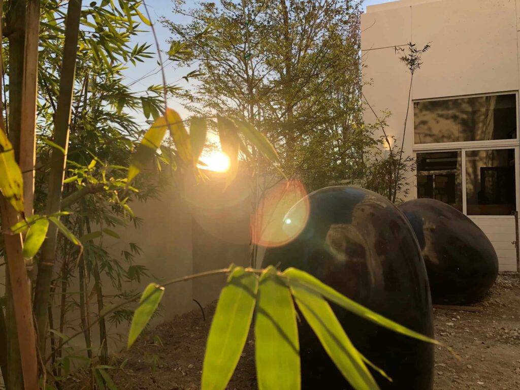 Sunlight filtering through bamboo leaves near a modern white building.